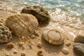 Beach collection